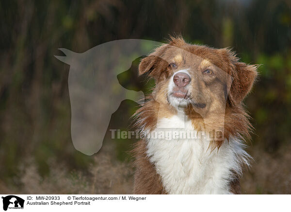 Australian Shepherd Portrait / Australian Shepherd Portrait / MW-20933