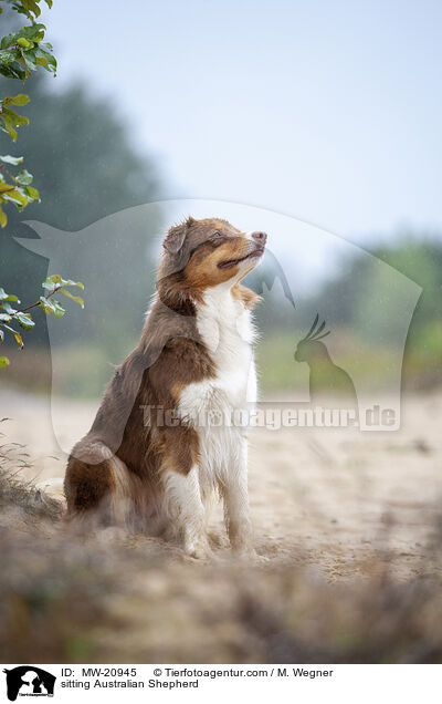 sitzender Australian Shepherd / sitting Australian Shepherd / MW-20945