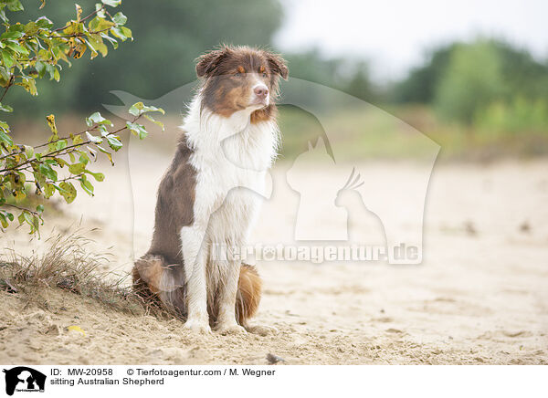 sitzender Australian Shepherd / sitting Australian Shepherd / MW-20958