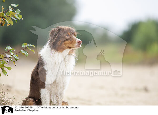 Australian Shepherd / Australian Shepherd / MW-20959