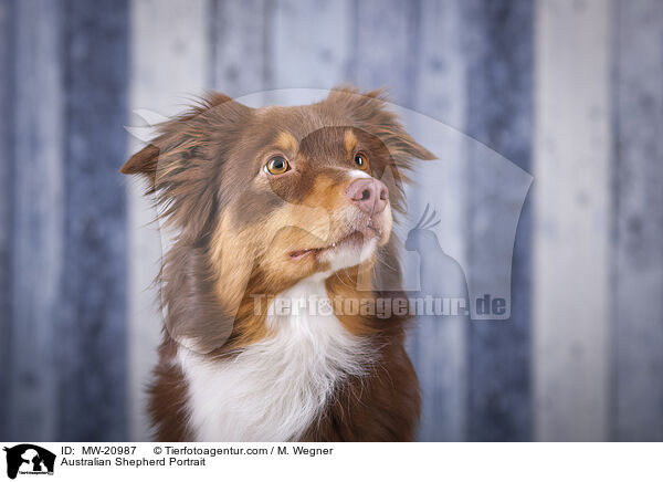 Australian Shepherd Portrait / Australian Shepherd Portrait / MW-20987