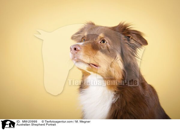 Australian Shepherd Portrait / Australian Shepherd Portrait / MW-20999