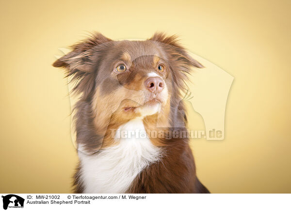 Australian Shepherd Portrait / Australian Shepherd Portrait / MW-21002