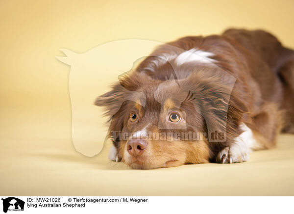 liegender Australian Shepherd / lying Australian Shepherd / MW-21026