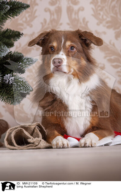 liegender Australian Shepherd / lying Australian Shepherd / MW-21109