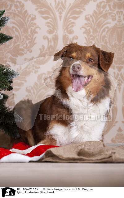 liegender Australian Shepherd / lying Australian Shepherd / MW-21119