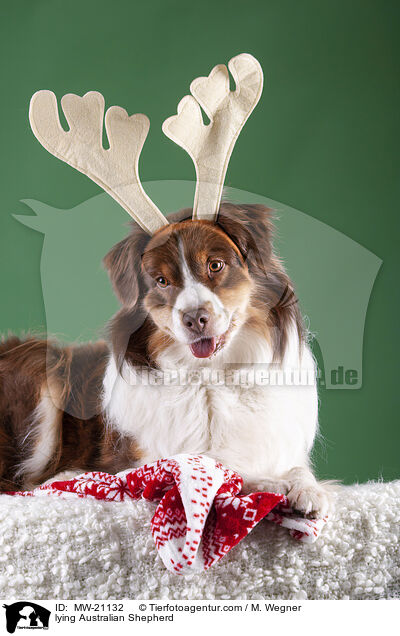 liegender Australian Shepherd / lying Australian Shepherd / MW-21132