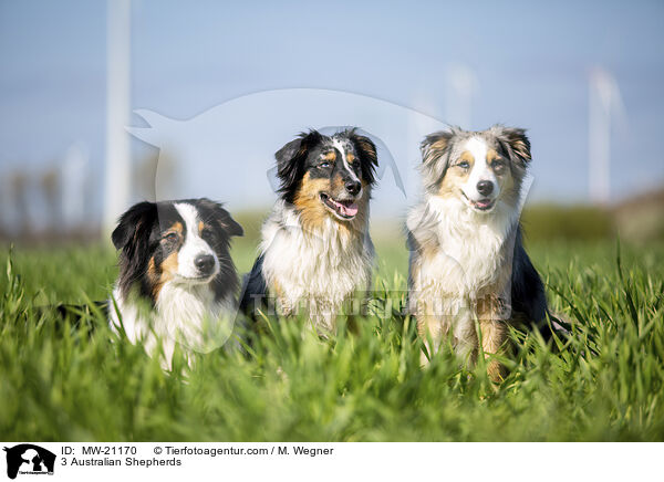 3 Australian Shepherds / 3 Australian Shepherds / MW-21170