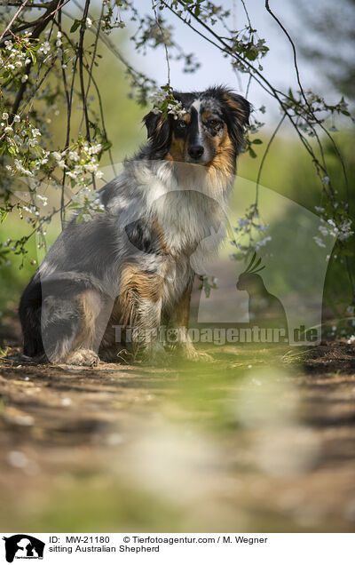 sitzender Australian Shepherd / sitting Australian Shepherd / MW-21180