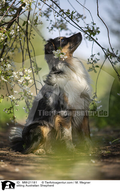 sitzender Australian Shepherd / sitting Australian Shepherd / MW-21181