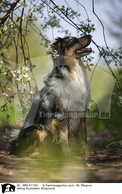 sitzender Australian Shepherd / sitting Australian Shepherd / MW-21183