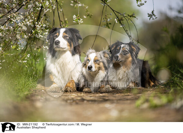 Australian Shepherd / Australian Shepherd / MW-21192