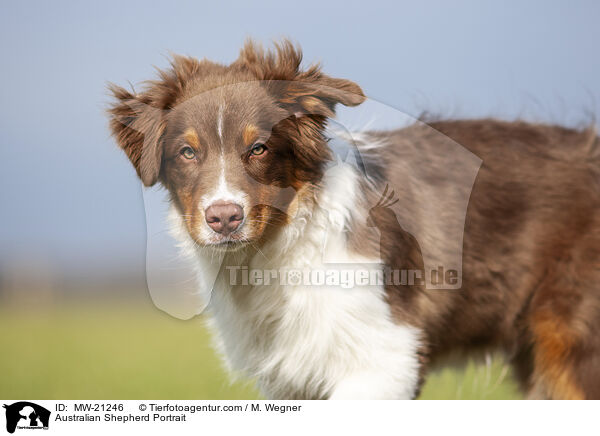 Australian Shepherd Portrait / Australian Shepherd Portrait / MW-21246