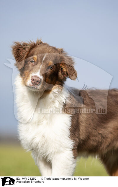 Australian Shepherd / Australian Shepherd / MW-21252