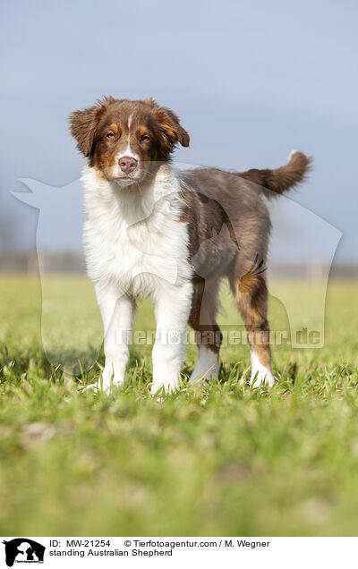 stehender Australian Shepherd / standing Australian Shepherd / MW-21254