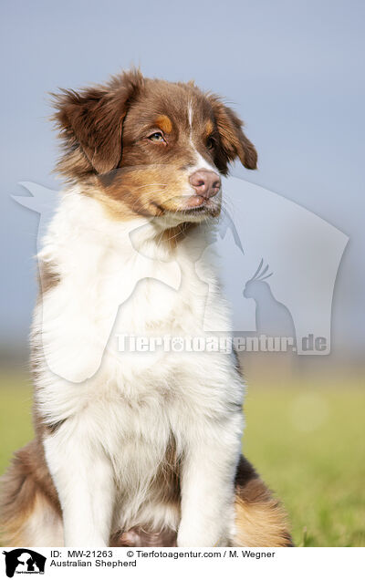 Australian Shepherd / Australian Shepherd / MW-21263