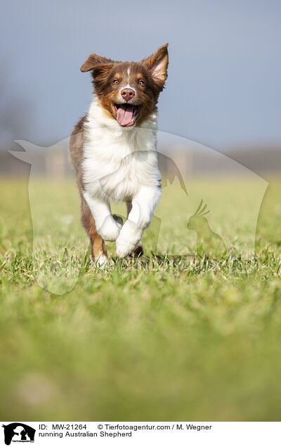 rennender Australian Shepherd / running Australian Shepherd / MW-21264