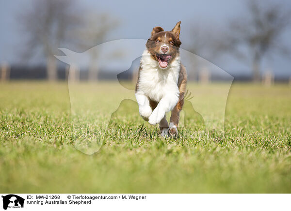 rennender Australian Shepherd / running Australian Shepherd / MW-21268