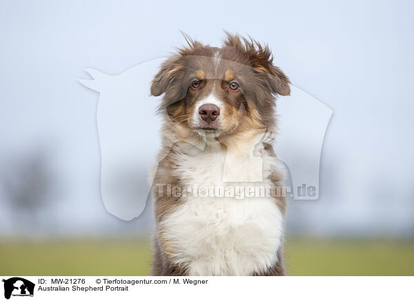 Australian Shepherd Portrait / Australian Shepherd Portrait / MW-21276