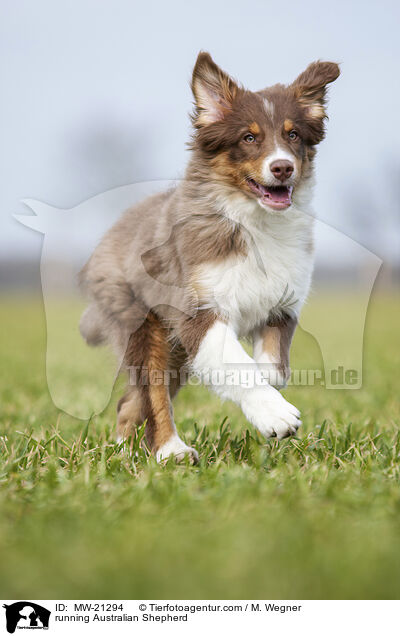 rennender Australian Shepherd / running Australian Shepherd / MW-21294