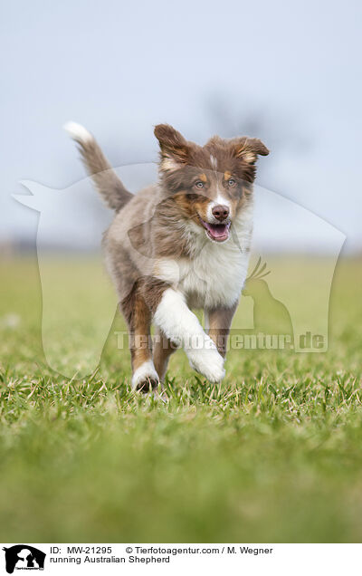 rennender Australian Shepherd / running Australian Shepherd / MW-21295