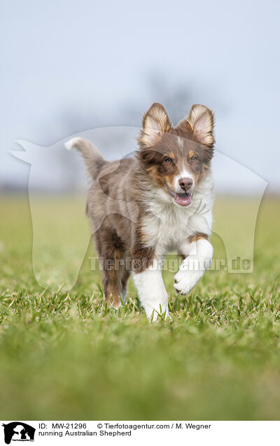 rennender Australian Shepherd / running Australian Shepherd / MW-21296