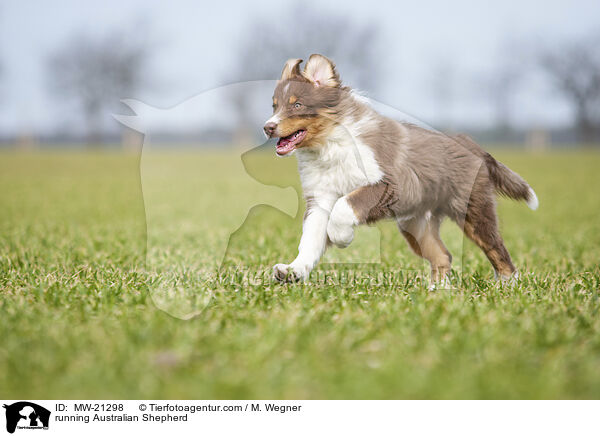 rennender Australian Shepherd / running Australian Shepherd / MW-21298