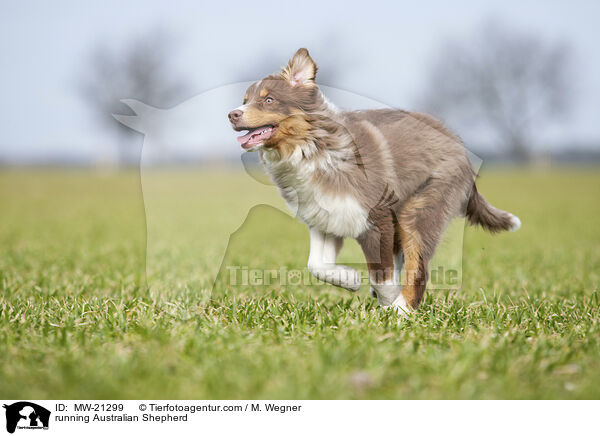 rennender Australian Shepherd / running Australian Shepherd / MW-21299