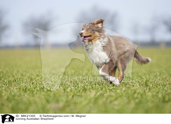 rennender Australian Shepherd / running Australian Shepherd / MW-21300