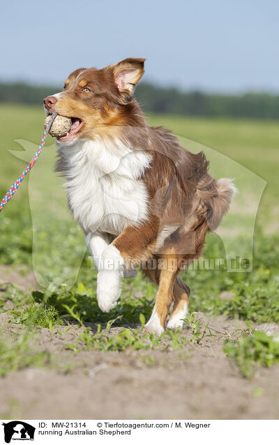 rennender Australian Shepherd / running Australian Shepherd / MW-21314