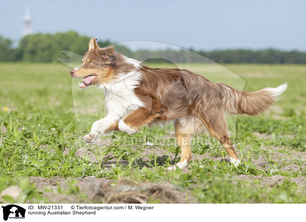 rennender Australian Shepherd / running Australian Shepherd / MW-21331