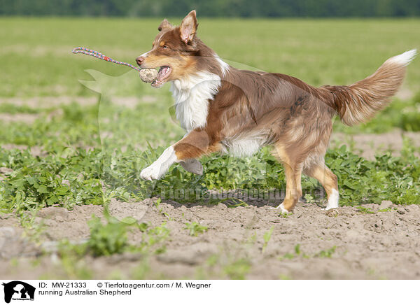 rennender Australian Shepherd / running Australian Shepherd / MW-21333