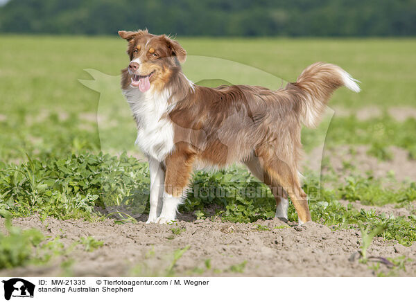 stehender Australian Shepherd / standing Australian Shepherd / MW-21335