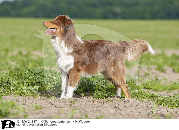 stehender Australian Shepherd / standing Australian Shepherd / MW-21337