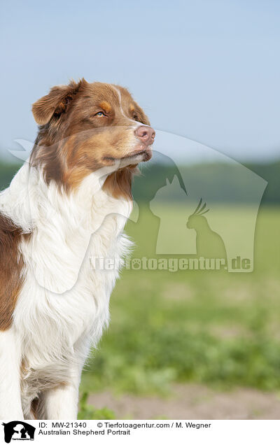 Australian Shepherd Portrait / Australian Shepherd Portrait / MW-21340