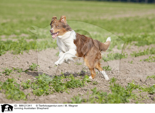 rennender Australian Shepherd / running Australian Shepherd / MW-21341