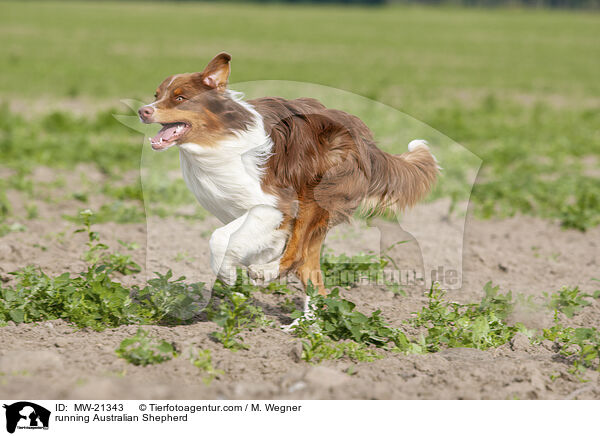 rennender Australian Shepherd / running Australian Shepherd / MW-21343