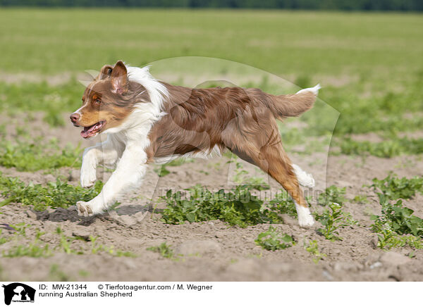 rennender Australian Shepherd / running Australian Shepherd / MW-21344