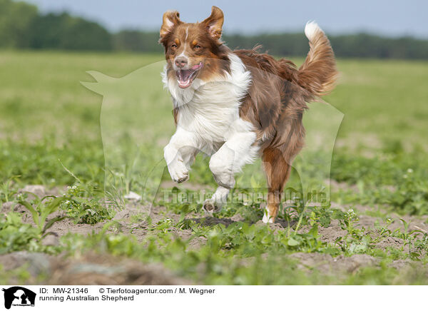 rennender Australian Shepherd / running Australian Shepherd / MW-21346