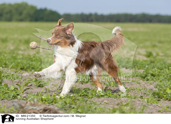 rennender Australian Shepherd / running Australian Shepherd / MW-21350