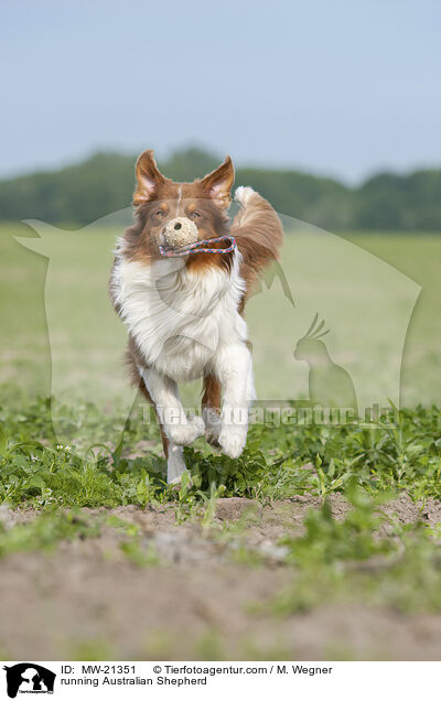 rennender Australian Shepherd / running Australian Shepherd / MW-21351