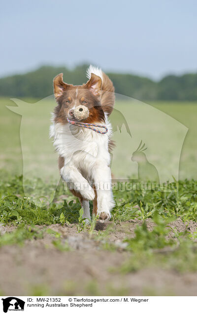 rennender Australian Shepherd / running Australian Shepherd / MW-21352