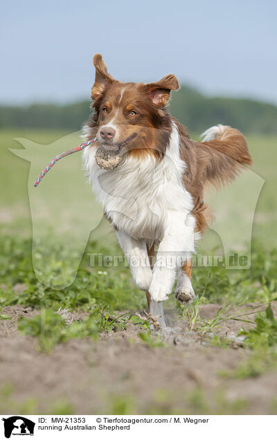 rennender Australian Shepherd / running Australian Shepherd / MW-21353