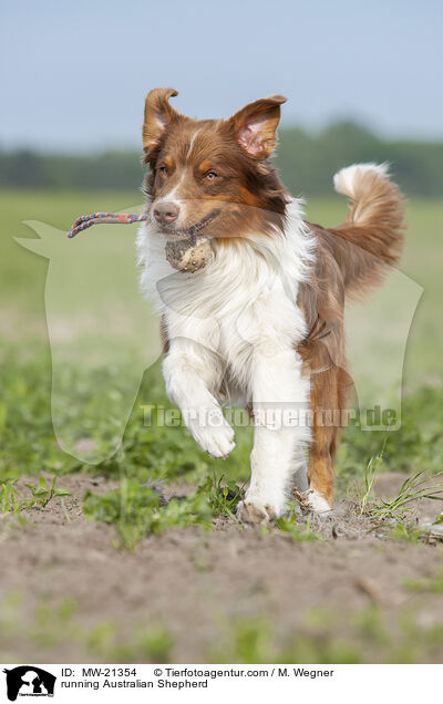 rennender Australian Shepherd / running Australian Shepherd / MW-21354