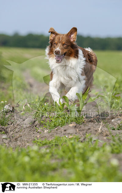 rennender Australian Shepherd / running Australian Shepherd / MW-21355