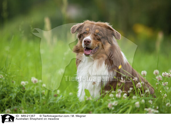 Australian Shepherd auf Wiese / Australian Shepherd on meadow / MW-21367