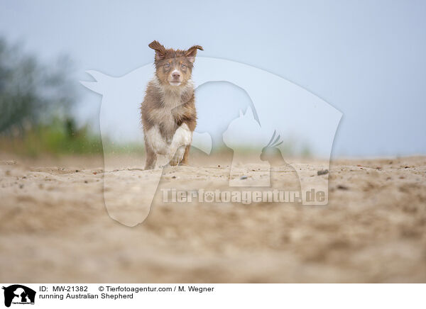 rennender Australian Shepherd / running Australian Shepherd / MW-21382