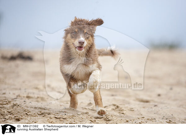 rennender Australian Shepherd / running Australian Shepherd / MW-21392