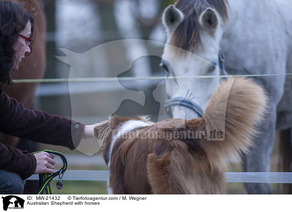 Australian Shepherd mit Pferden / Australian Shepherd with horses / MW-21432