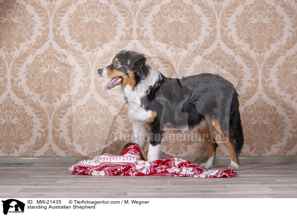 stehender Australian Shepherd / standing Australian Shepherd / MW-21435